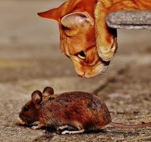 Catsmouse Aliment pour chat
