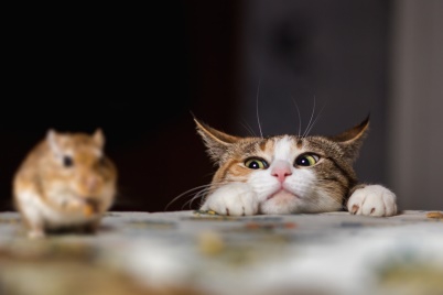 Catsmouse Aliment pour chat